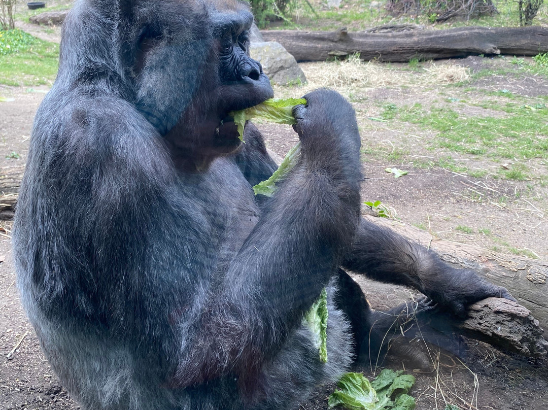 Bronx Zoo-布朗克斯必去景点