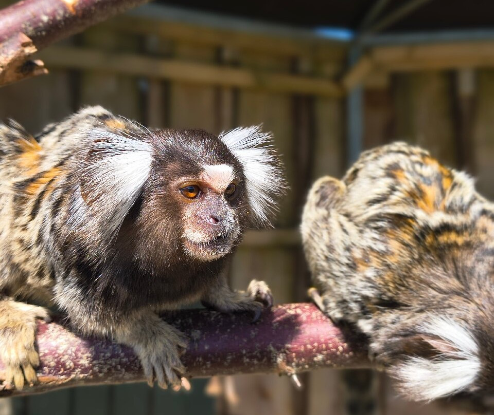 Klokkerholm Dyrepark-亚勒鲁普必去景点