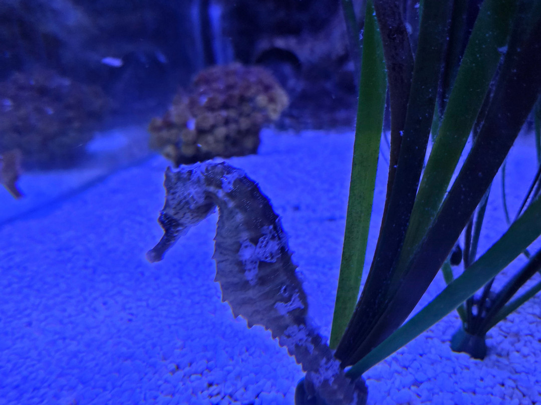 Sea Life Blankenberge-布朗肯堡必去景点