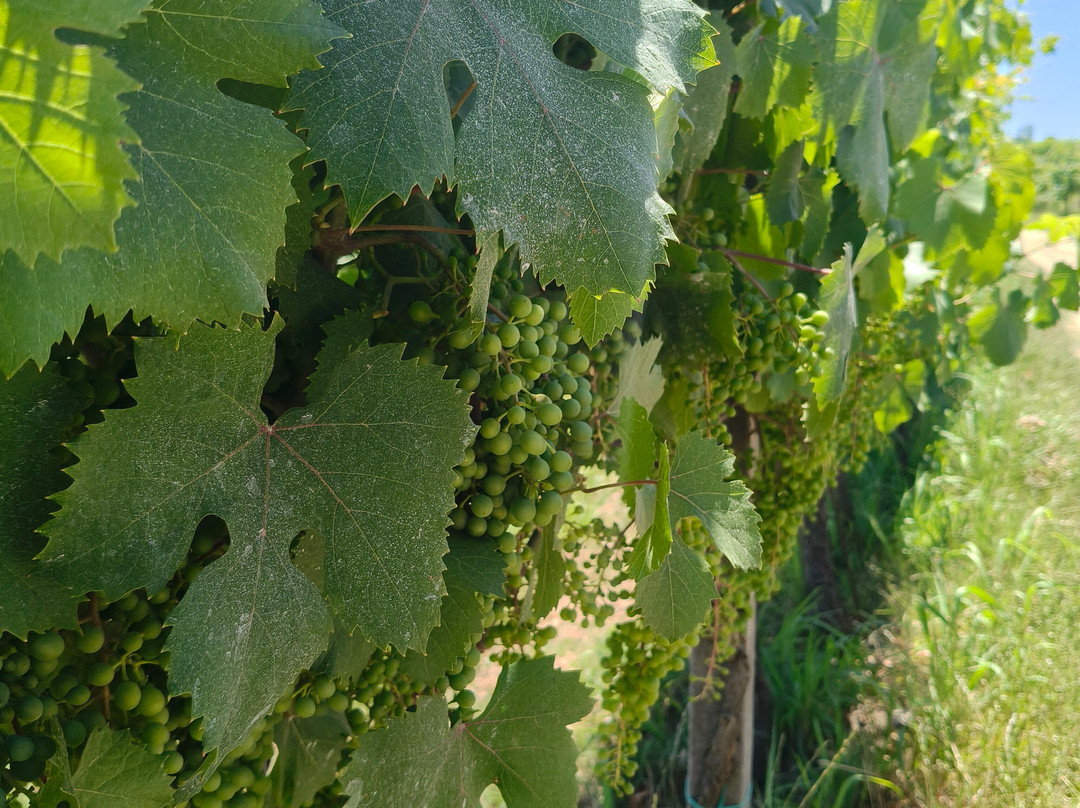 Tenuta La Pergola Cantina-Cisterna d'Asti必去景点