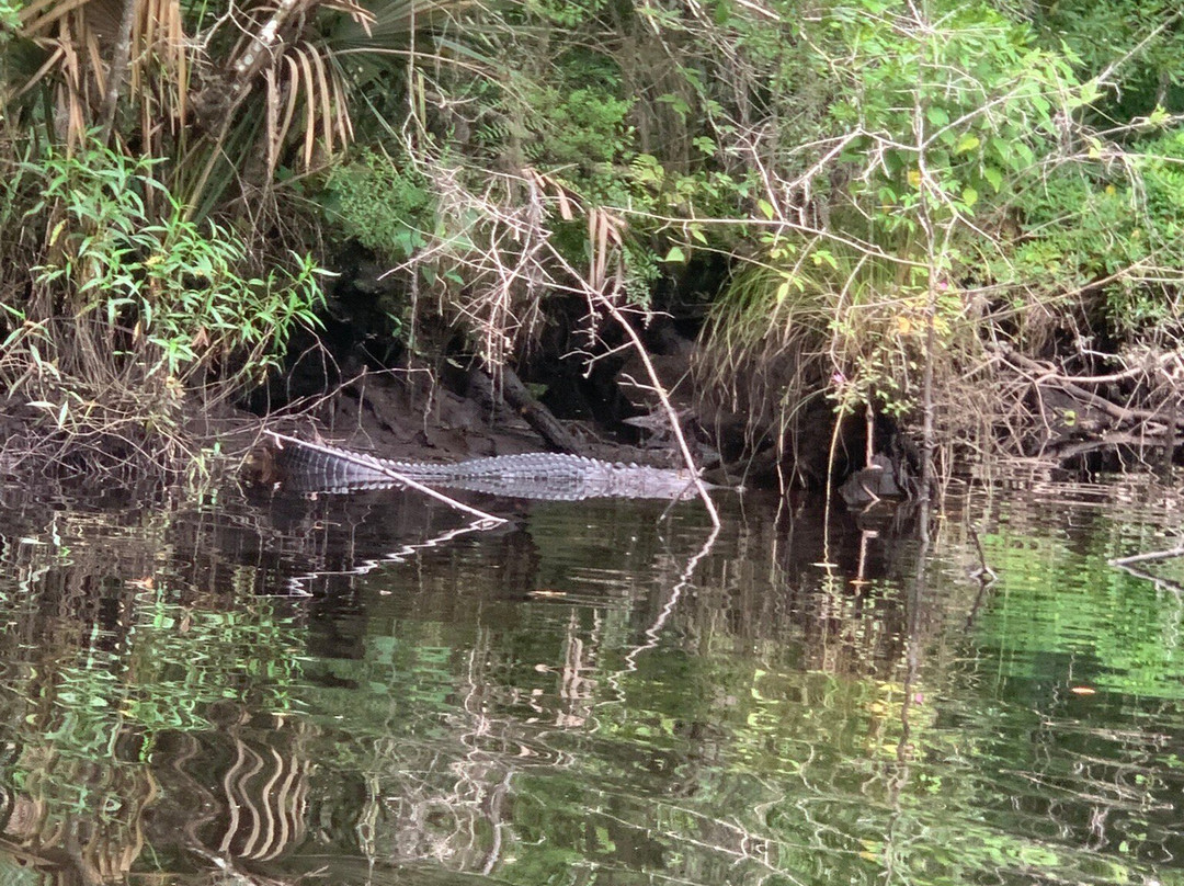Amelia Island Kayak Excursions-费尔南迪纳岛必去景点