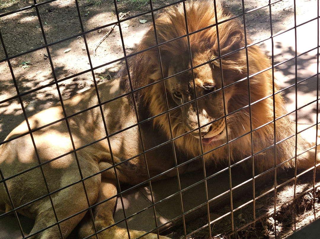 Safari Zoological Park-Caney必去景点
