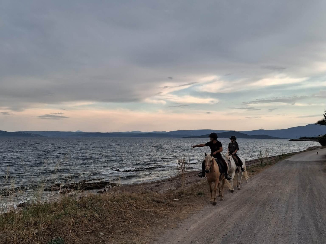 Darko World | Horse Riding Greece - Sea & Farm Experience-Livanates必去景点