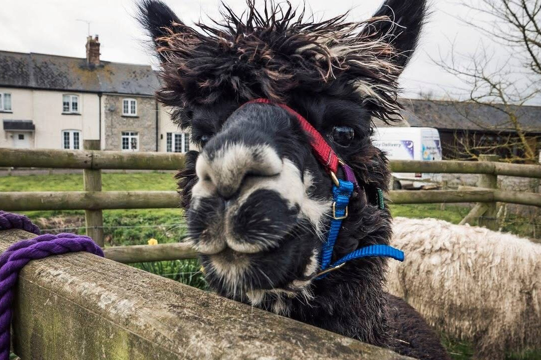 Cary Alpacas-约维尔必去景点