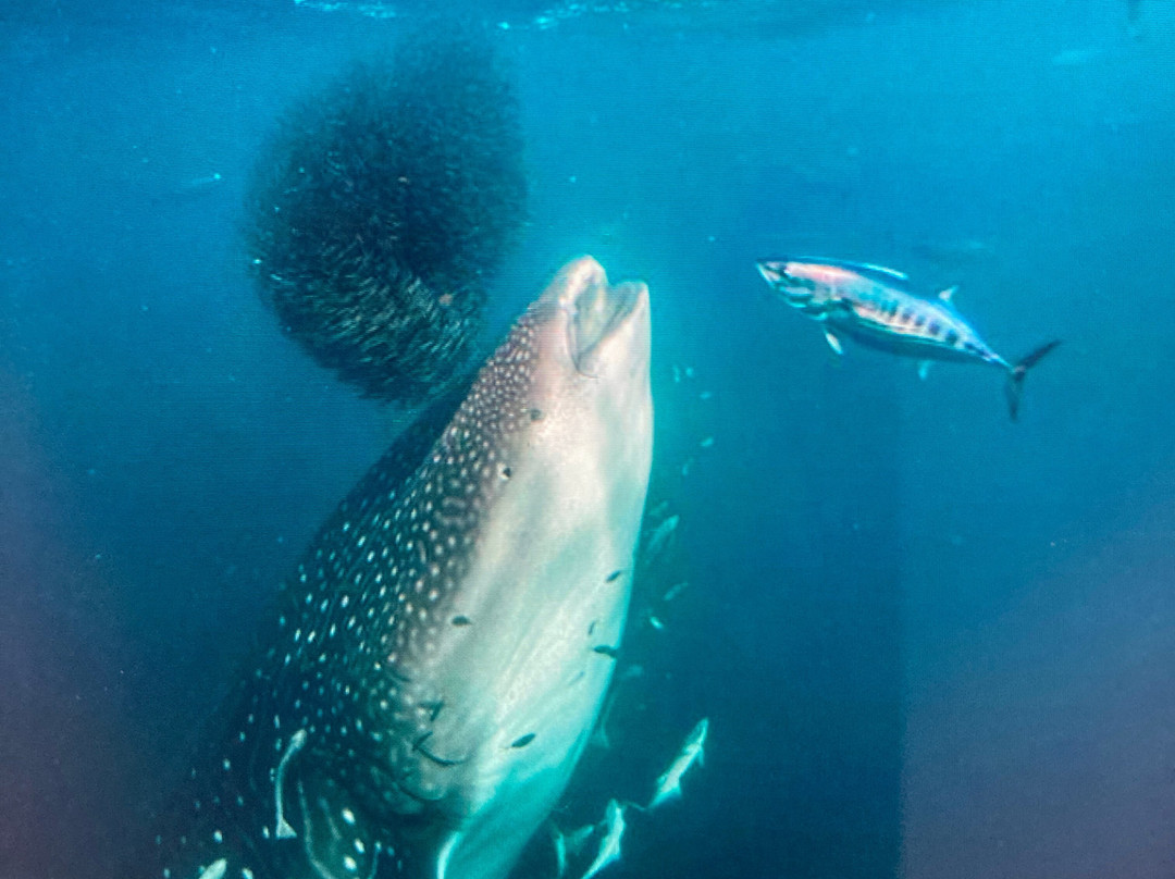 Coastal Adventure Tours (wa)-珊瑚湾必去景点
