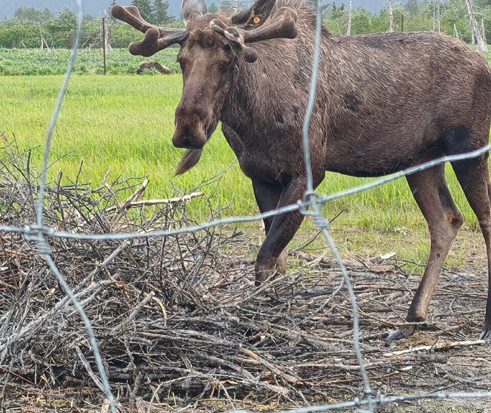 Alaska Wildlife Conservation Center-戈德伍德必去景点