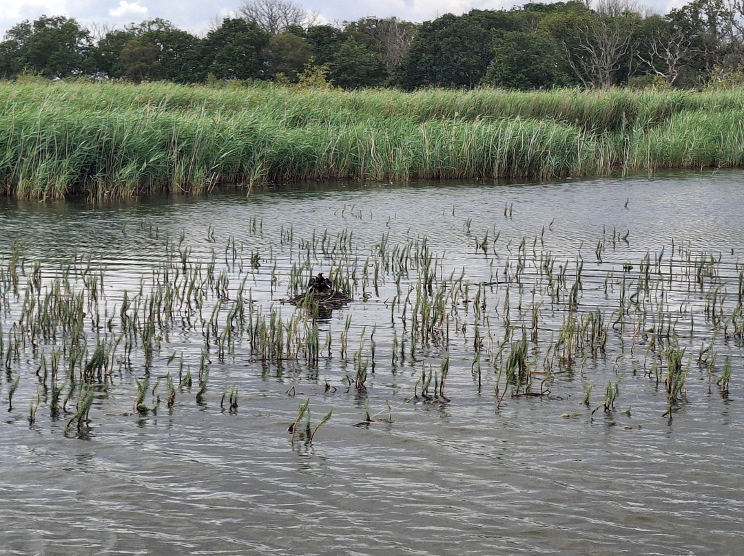 Ross' Wildlife Boat Trips-Mustard Hyrn必去景点