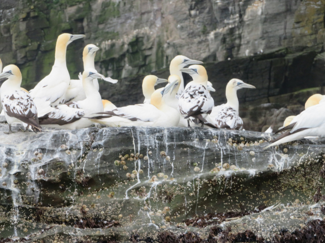 Seabirds and Seals - The Original Noss Boat Tours-Lerwick必去景点