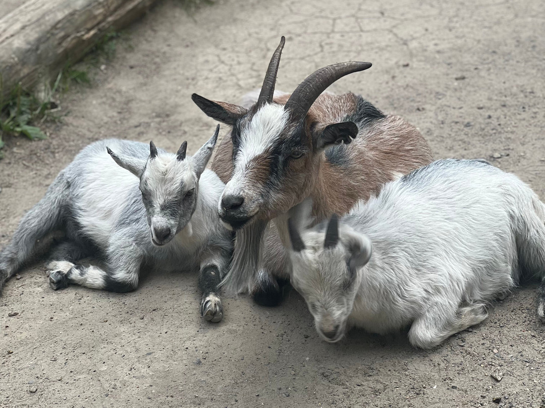 Kolmården Zoo-Kolmarden必去景点