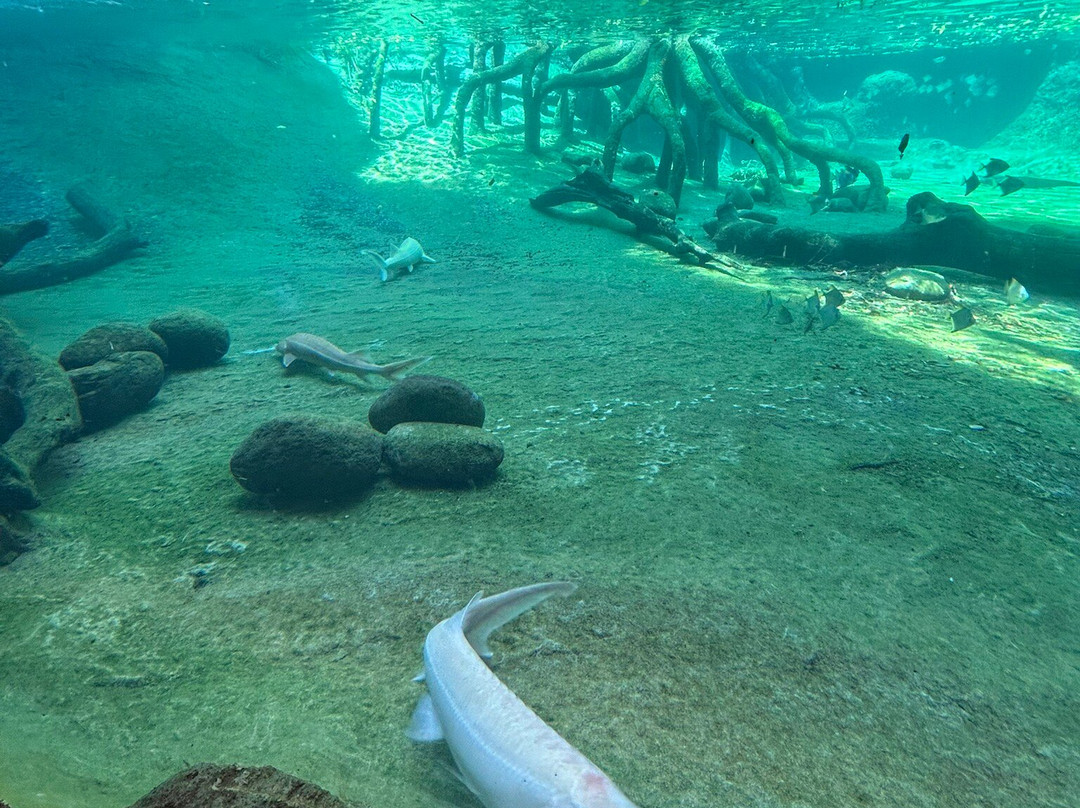 Bioparc Fuengirola-福恩吉罗拉必去景点