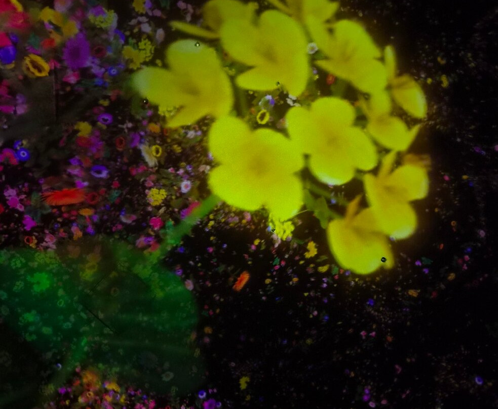 teamLab Planets TOKYO-Toyosu必去景点