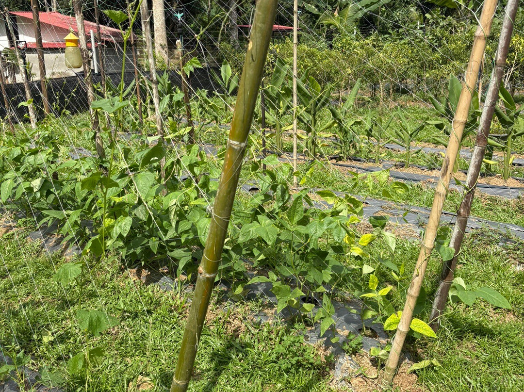 Langkawi Cooking School at Buluh & Tebing Organic Farm-兰卡威必去景点