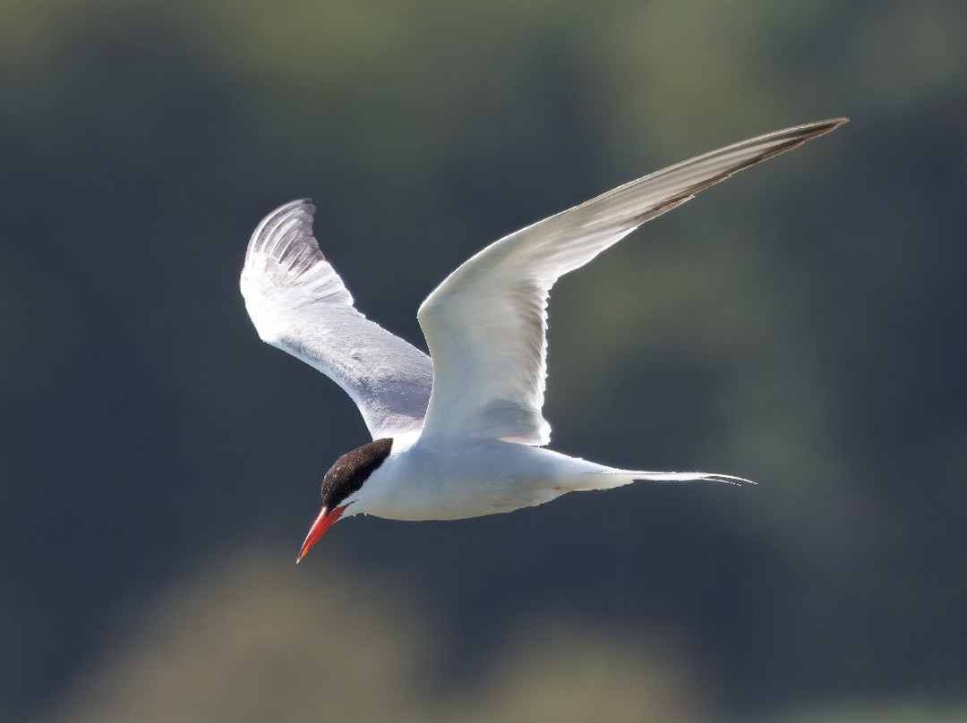 Birds Of Poole Harbour Events-普尔必去景点