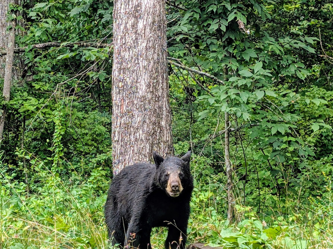 Mount Mitchell State Park-Burnsville必去景点