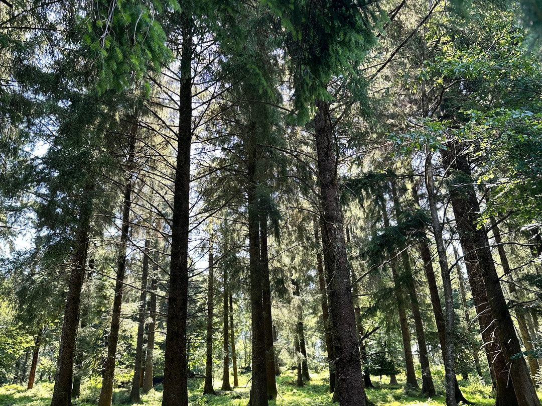 Burrator Reservoir-Yelverton必去景点