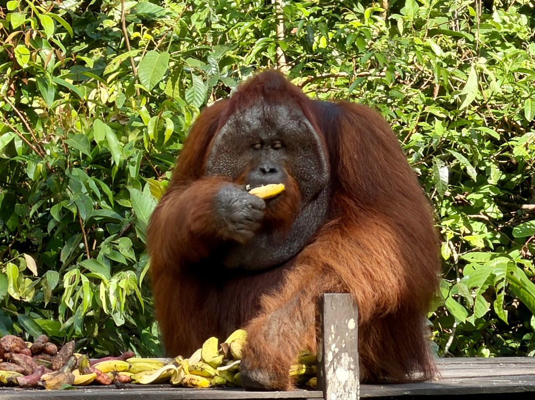 Local Guides - Tanjung Puting-Pangkalan Bun必去景点