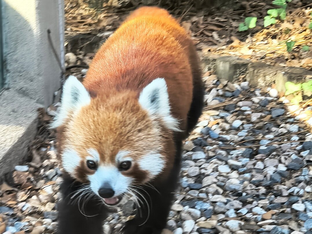 Zoo de La Palmyre-La Palmyre-Les Mathes必去景点