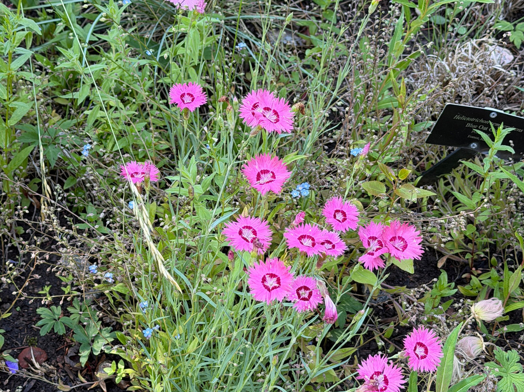 Betty Ford Alpine Gardens-韦尔必去景点