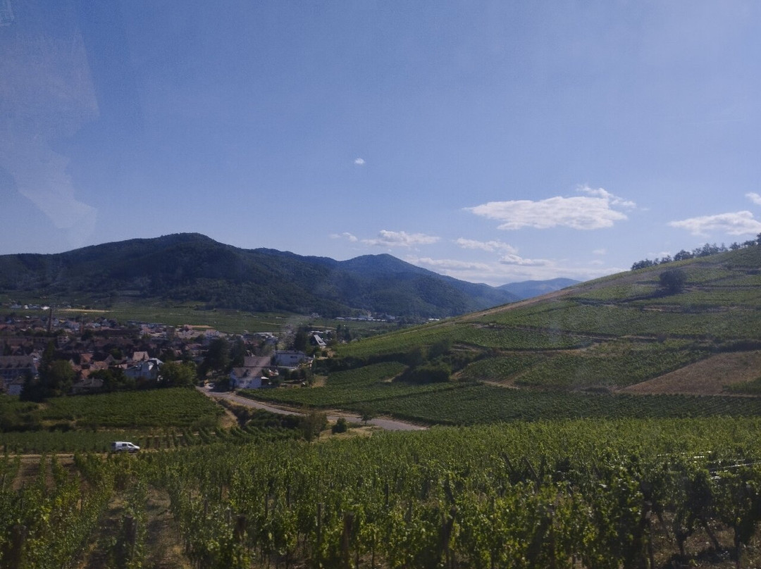 Route des Vins d'Alsace-科尔马必去景点