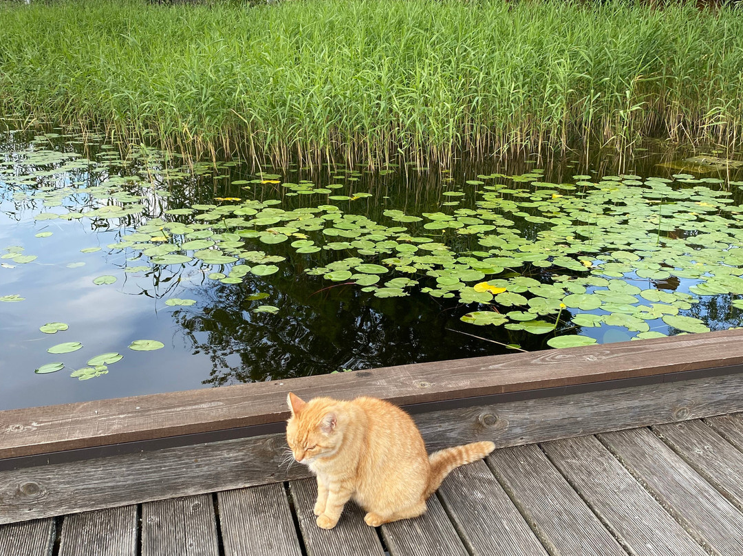 Great Island of Zarasas Lake-Zarasai必去景点
