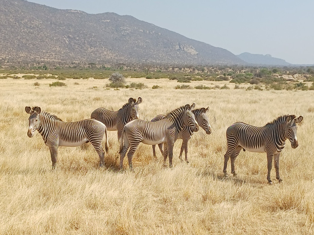 Samburu National Reserve-内罗毕必去景点