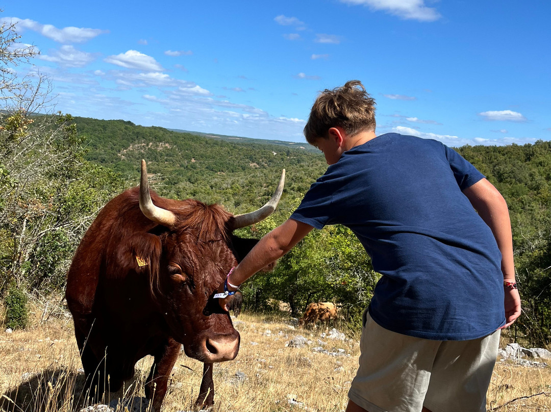 Safari de Saint Cirq Lapopie-Saint-Cirq-Lapopie必去景点