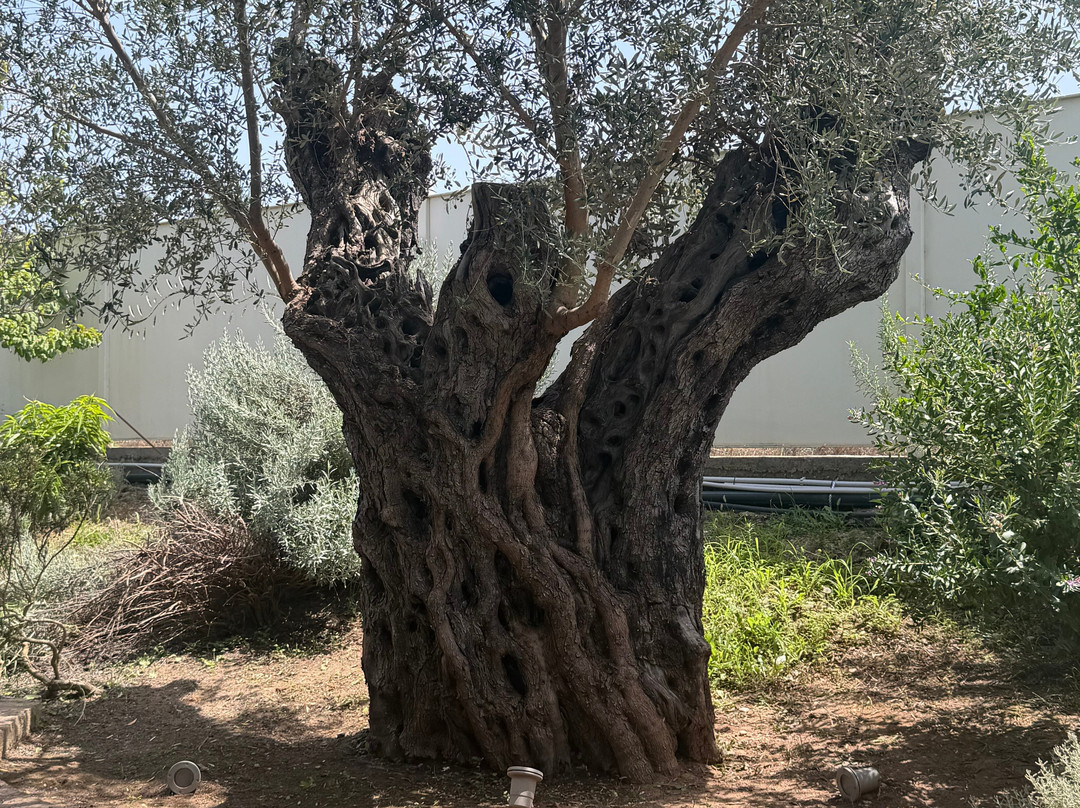 Agriturismo Magna Grecia-奥林匹亚必去景点