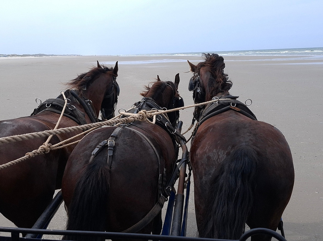 Puur Terschelling-Terschelling必去景点