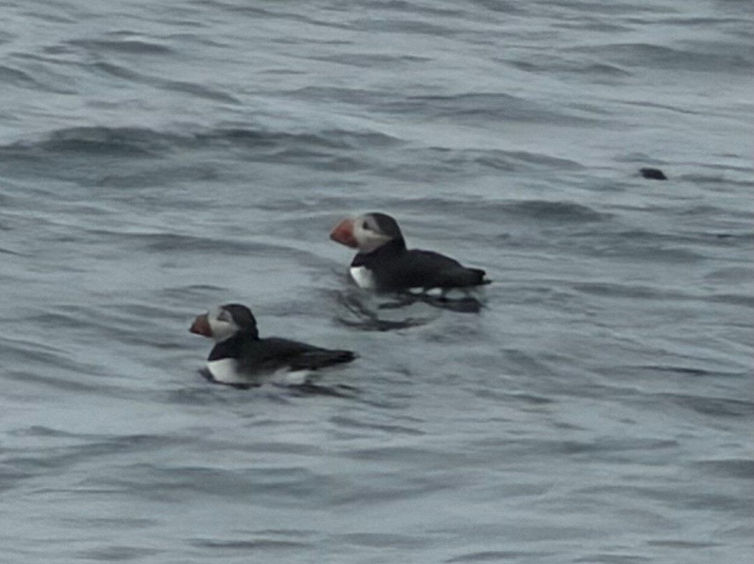 Acadia Puffin Cruise-Steuben必去景点