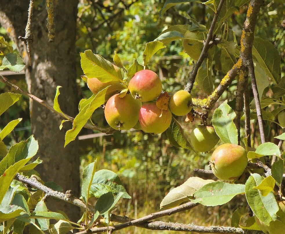 WWT Washington Wetland Centre-Washington必去景点