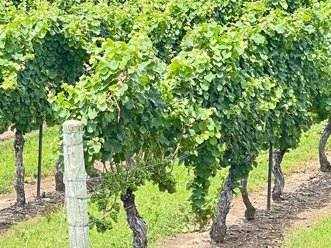 Konzelmann Estate Winery-滨湖尼亚加拉必去景点