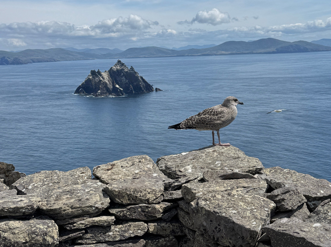 Skellig Falcon-Ballinskelligs必去景点