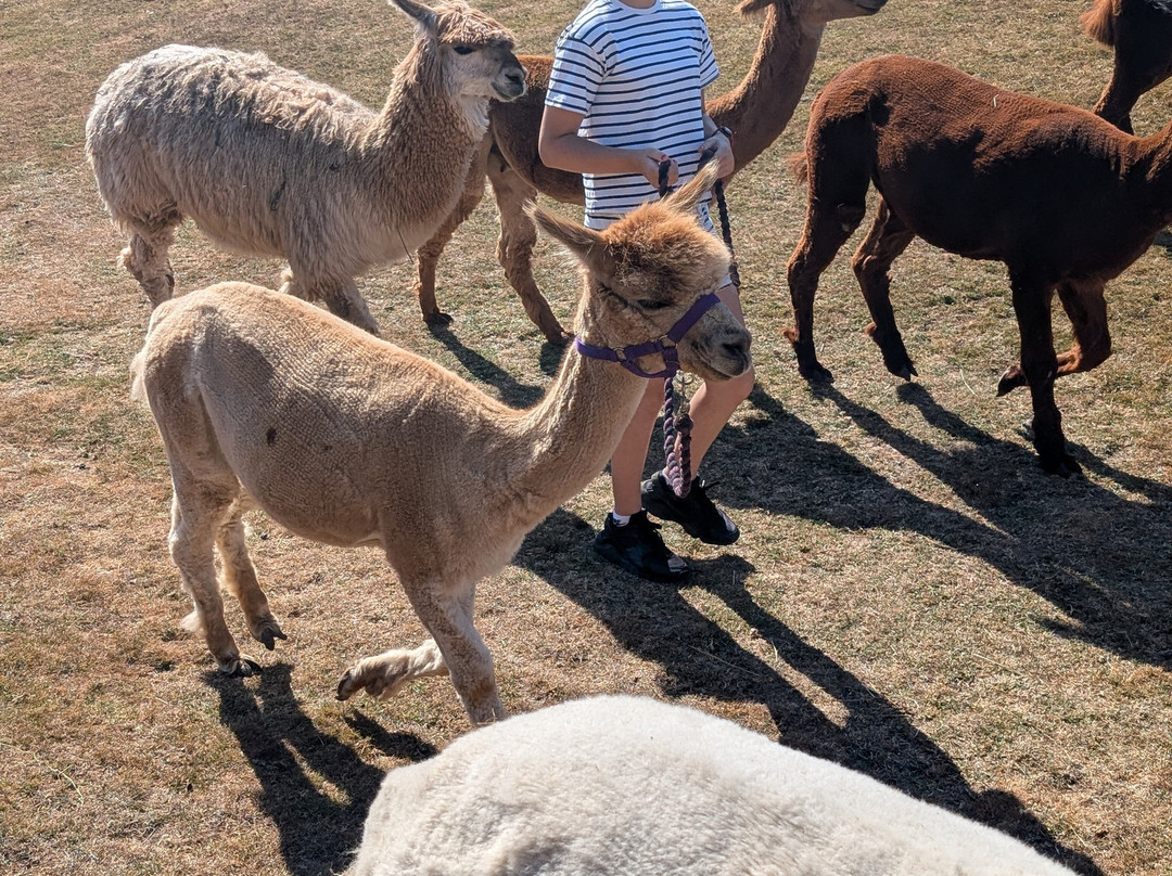 Bell Farm Alpacas-Pensford必去景点
