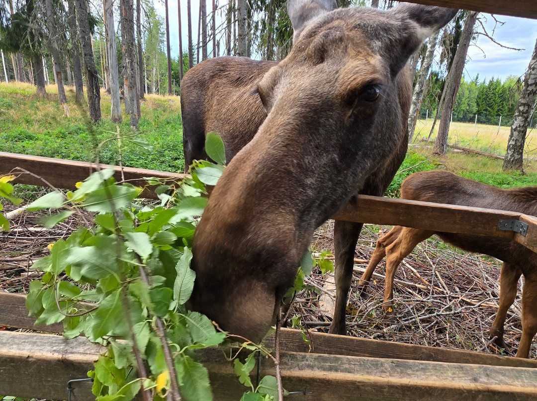 Varmlands Moose Park-Eksharad必去景点