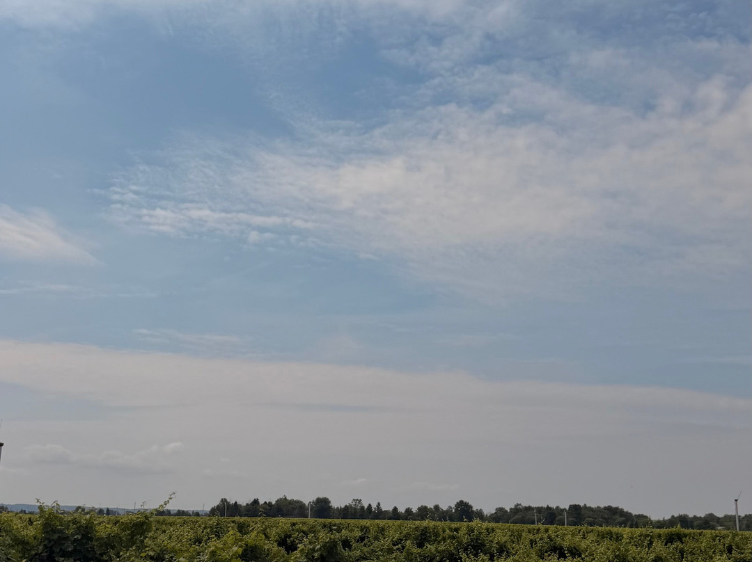 Reif Estate Winery-滨湖尼亚加拉必去景点