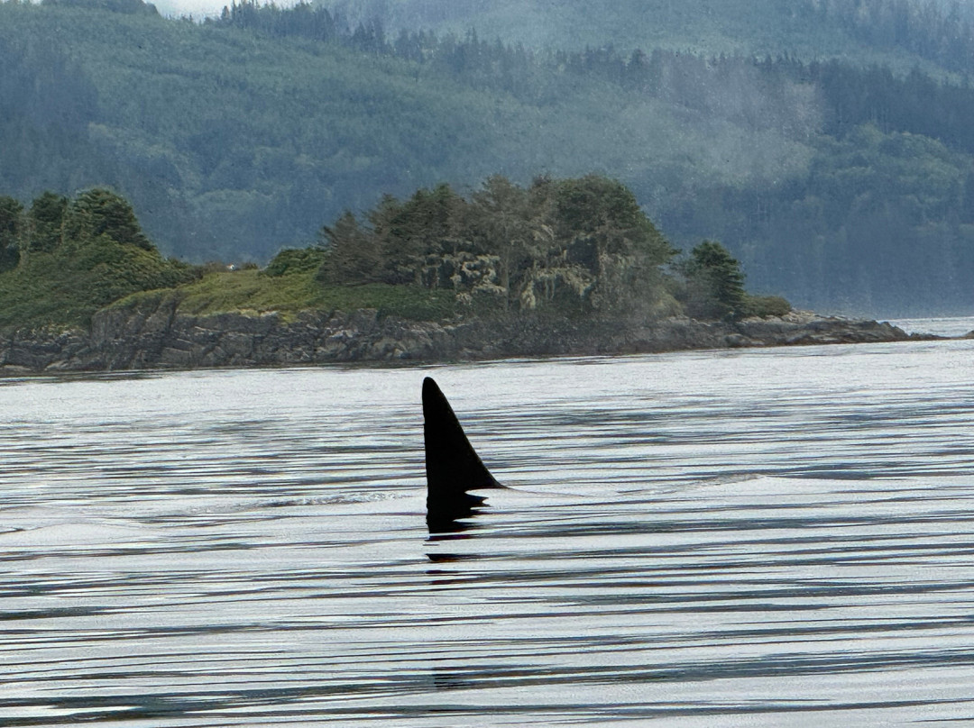 Mackay Whale Watching-Port McNeill必去景点