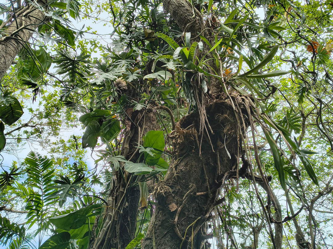 Phantasea Tropical Botanical Garden-圣 托马斯必去景点