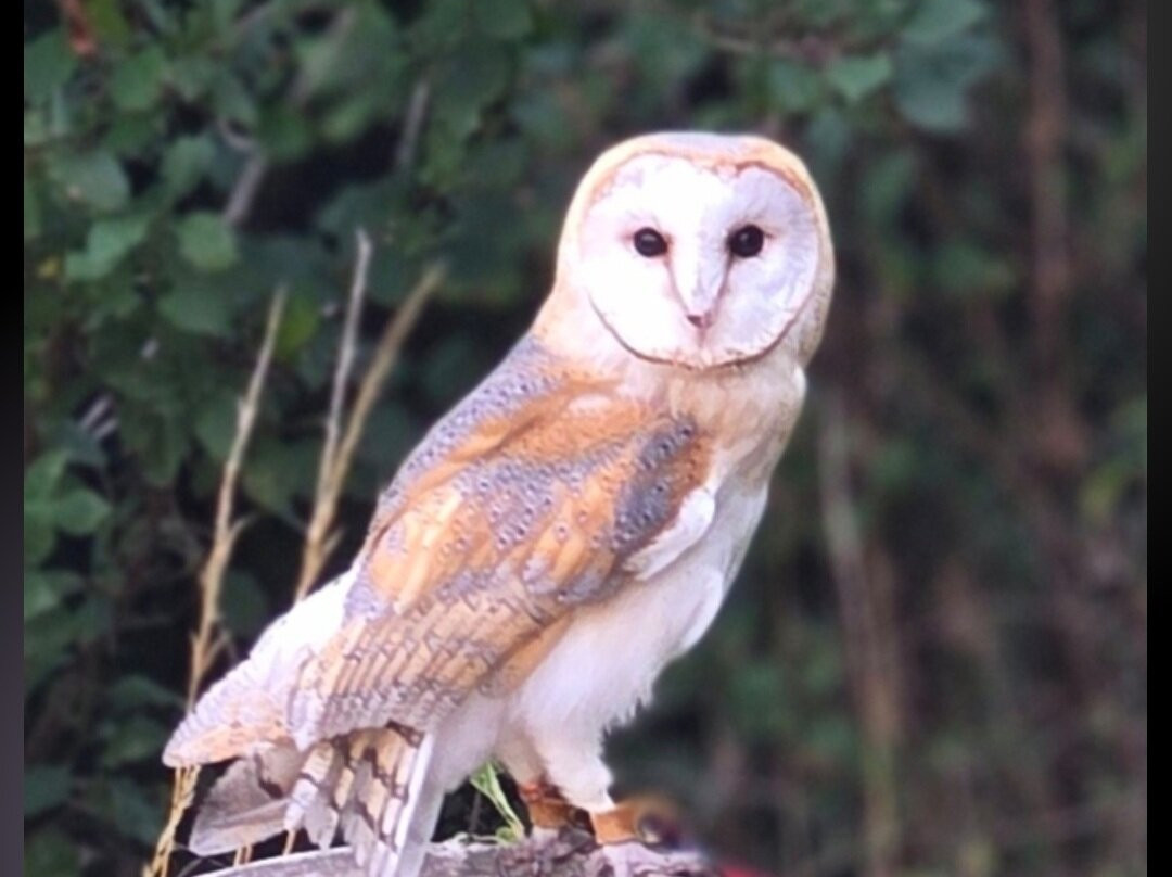 Hampshire Hawk Walks-Four Marks必去景点