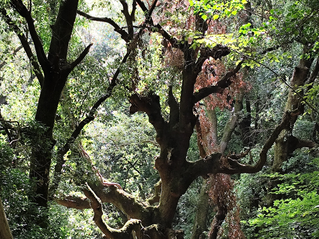 Bosco Del Sasseto-Acquapendente必去景点