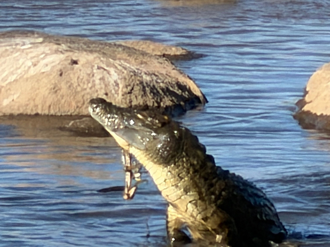 Regal African Safaris-Usa River必去景点