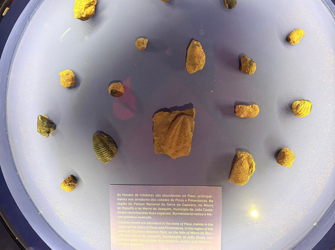 Museu da Natureza-Coronel Jose Dias必去景点