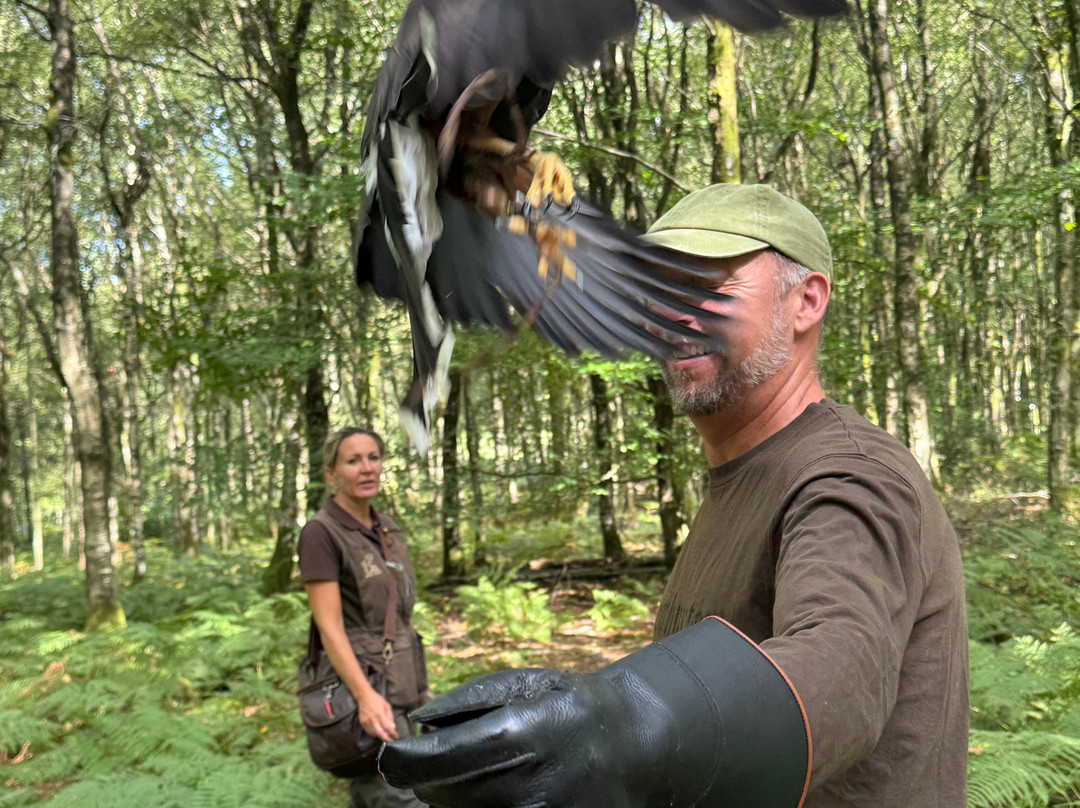 Hampshire Hawk Walks-Four Marks必去景点