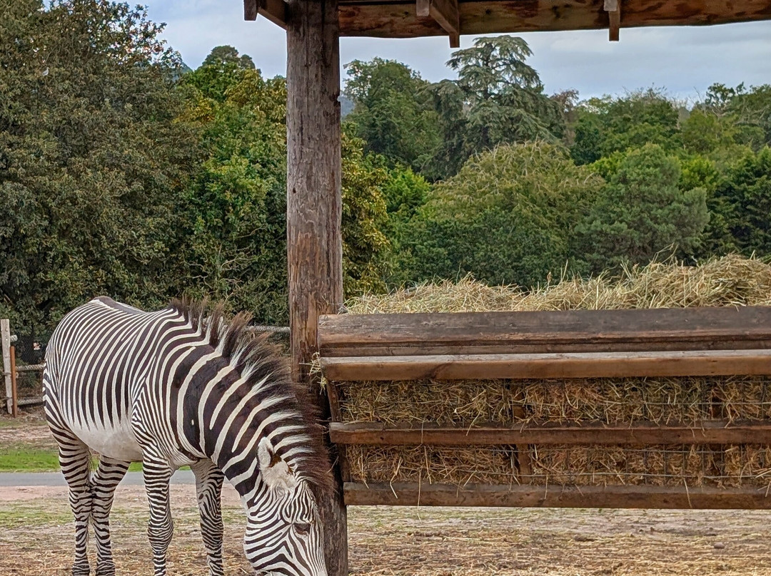 West Midlands Safari Park-Bewdley必去景点