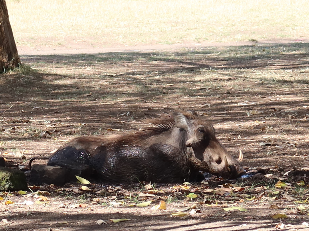 Live in Love Kenya tours and travel-Langata必去景点