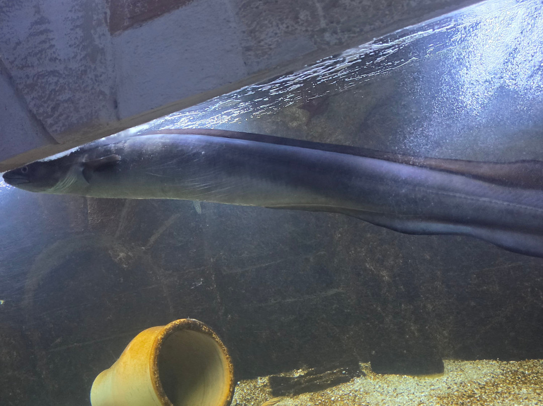 Aquaworld Aquarium & Reptile Rescue Centre-赫索尼索斯必去景点