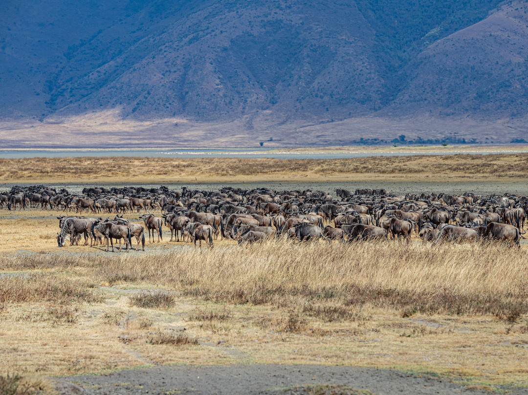 Ngorongoro Crater-恩戈罗恩戈罗保护区必去景点