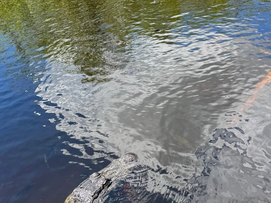 Everglades Swamp Tours-Everglades Wildlife Management Area必去景点