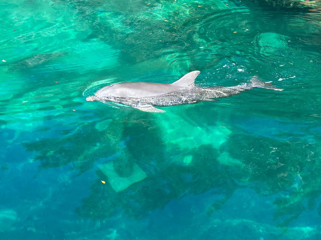 Sea Lion Encounter at Blue Lagoon-拿骚必去景点