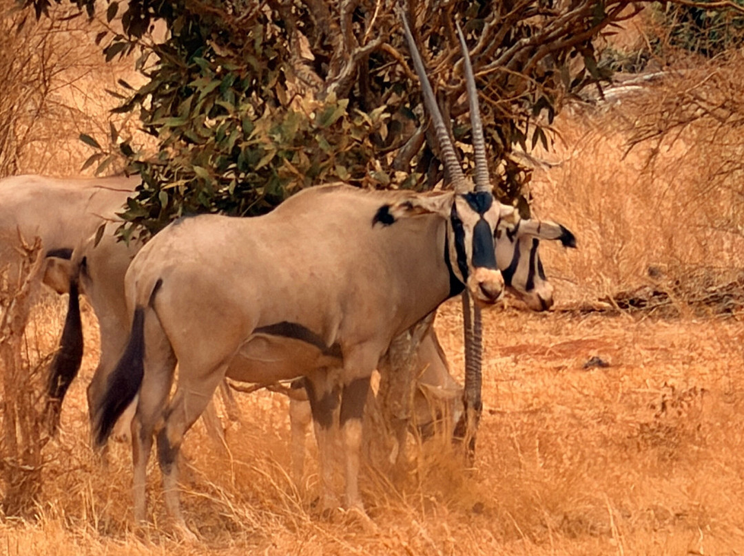 Cherish Africa Safaris-Kikuyu必去景点