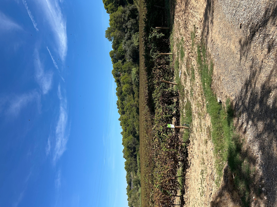 Bodegues Sumarroca-Subirats必去景点